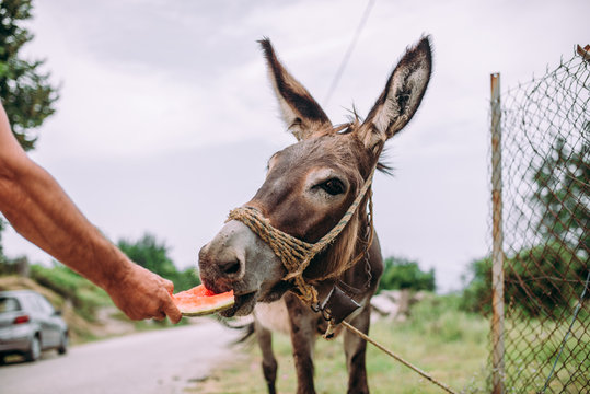 Donkey Eating Watermellon.