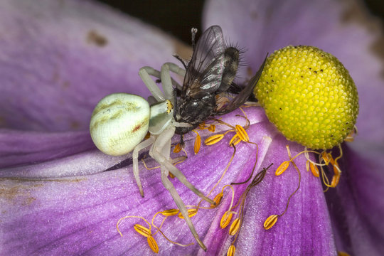 White crab spider with a fly which it has caught