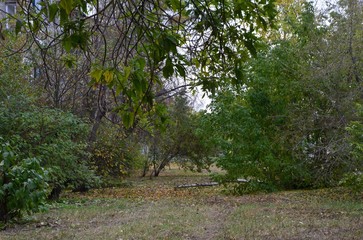 A dense vegetation near a building