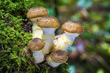Woodland fungi mushrooms which are often called toadstalls