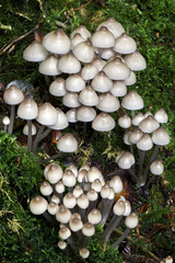 Woodland fungi mushrooms which are often called toadstalls