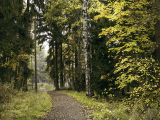 Pathway through the autumn forest