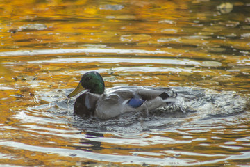 duck kaczka © Joanna