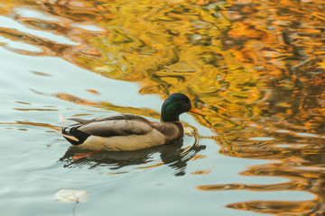 duck kaczka jesień park © Joanna