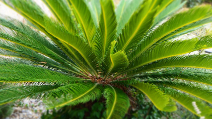 green juicy palm