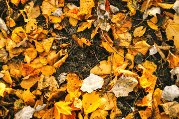 autumn, yellow, season