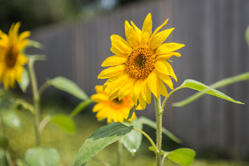 Sunflower