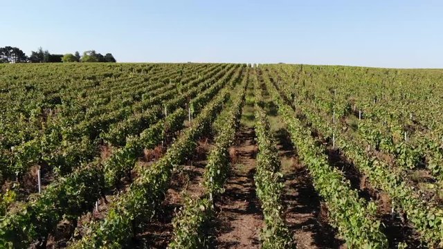 Drone On Vineyard