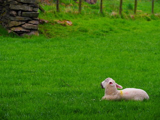 Obraz premium sheep