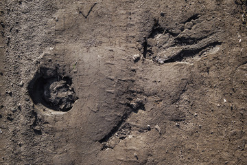 Dry pressed ground with traces. Soil background. Ground backdrop
