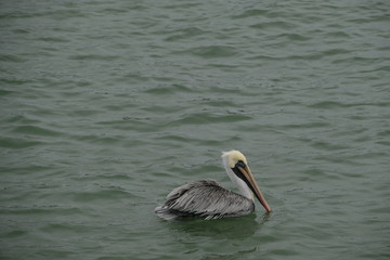 pelican bird ,water bird