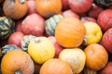 Kürbis auf einen Haufen auf einem Acker