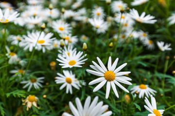 Fototapeta premium Chamomile flowers - floral background