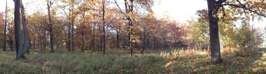forest in autumn