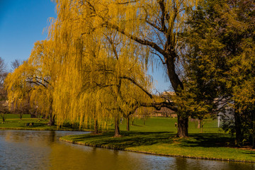 FALL WILLOW OVER POND