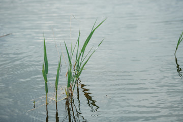 reeds grow on water, small plants