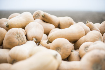 Butternutkürbis Kürbis in einem Haufen 