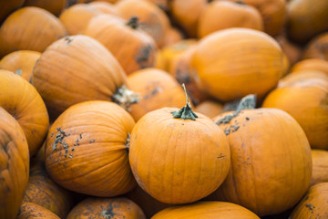 Bunte Vielzahl der Kürbise und des Kürbises Erntedankkürbisse mit Früchten