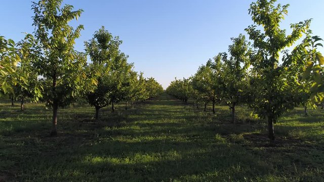 Fruit trees, garden. Walnut Plantation. Farm, agriculture.
