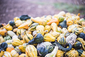 Bunte Vielzahl der Kürbise und des Kürbises Erntedankkürbisse mit Früchten