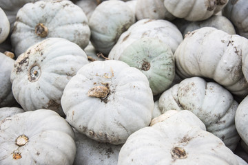 Schöne Kürbisse für dein Essen