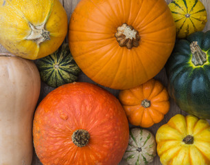 Looking down from above onto a selection of different pumpkins,winter squash and gourds in a colourful, food background with copy space.