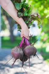 A bunch of fresh beets with greens in farmer's hand.