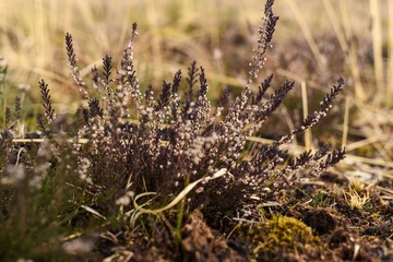 Bog heather
