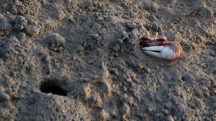 cangrejo violinista, uca Tangeri, barrilete, boca en playa de Huelva, España