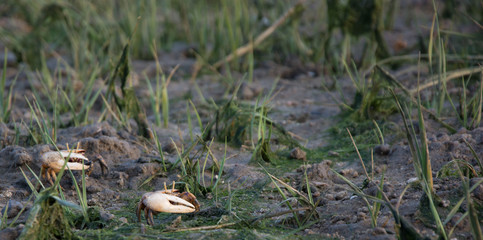 cangrejo violinista, uca Tangeri, barrilete, boca en playa de Huelva, España
