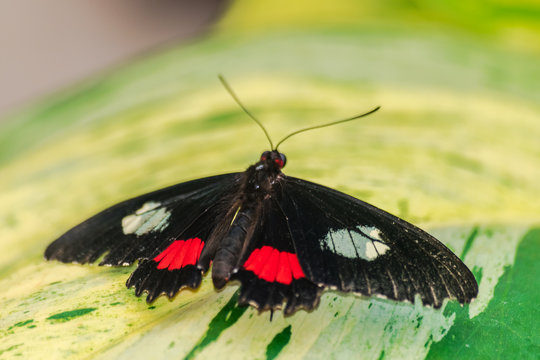 Parides iphidamas butterfly resting on a yellow green leaf with open wings