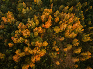 Fototapeta na wymiar Autumn forest aerial drone view. Lithuania.