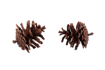 Pine cone isolated on a white background