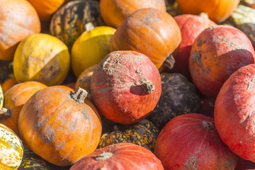 Verschiedene Herbstfrüchten und Arten von Kürbisen in den hölzernen Behältern großer Stapel runde, helle und orange kürbise 
