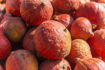 Verschiedene Herbstfrüchten und Arten von Kürbisen in den hölzernen Behältern großer Stapel runde, helle und orange kürbise für Halloween und Danksagungsfeiertage.