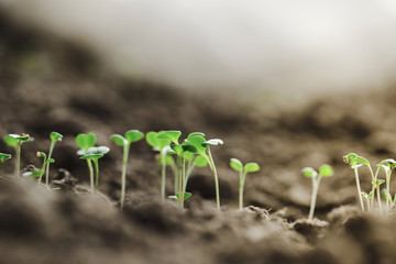 Young sprouts of micro greens riszing from the ground