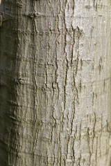 wooden pattern from forest.can be used as background.