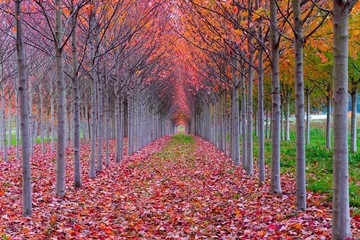 Fototapety  Czerwony tunel z drzewami jesienią - opadłe liście otaczają tunel