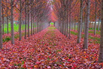 Panele Szklane  Czerwony tunel z drzewami jesienią - opadłe liście otaczają tunel