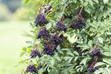 reife Holunderbeeren am Busch