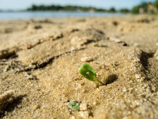sprout makes its way through the sand.