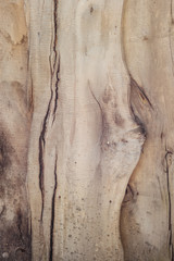 Wooden texture. Fence Close-up