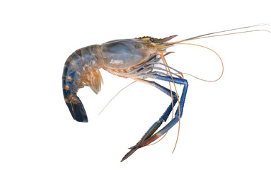 Giant river on white background