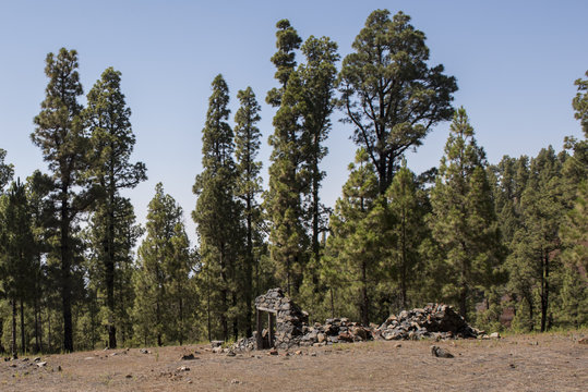alte ruine in einem pinienwald auf der kanarischen insel la palma
