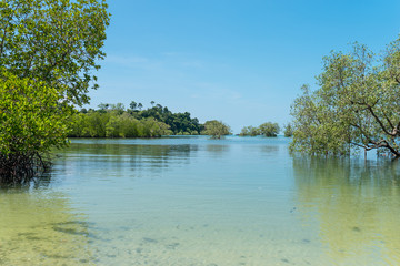 Mangrove swamp while high tide at the buffalo bay on the island Ko Phayam in Thailand