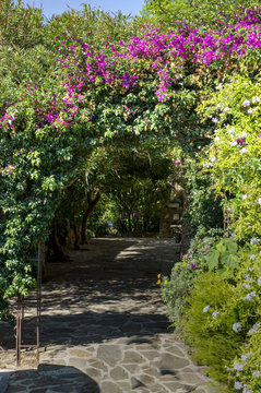 bormes les mimosas
