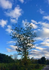 tree and blue sky