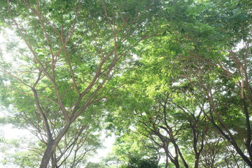 Rain tree