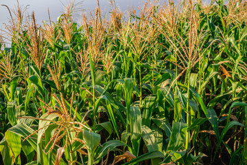 Obraz premium Cornfield with sunlight and grey clouds background