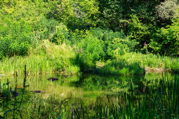 Fototapeta premium Swamp in the green deciduous forest at summer
